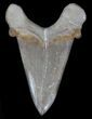 Serrated Auriculatus Shark Tooth - Dakhla, Morocco #35854-1